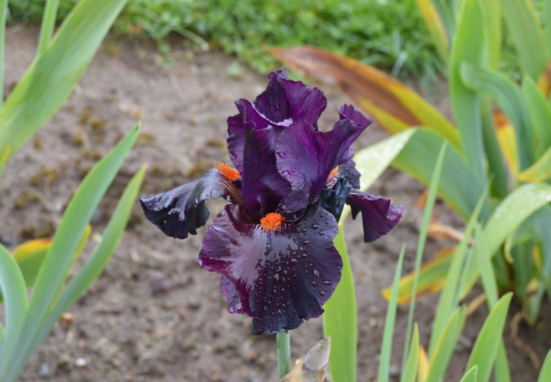 Florde Iris Barbudo 