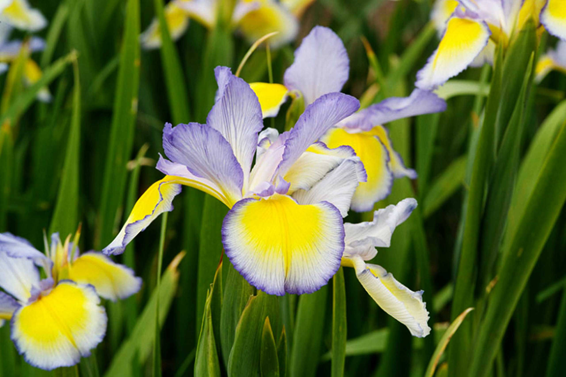 Florde Iris Spuria Fondo de pantalla