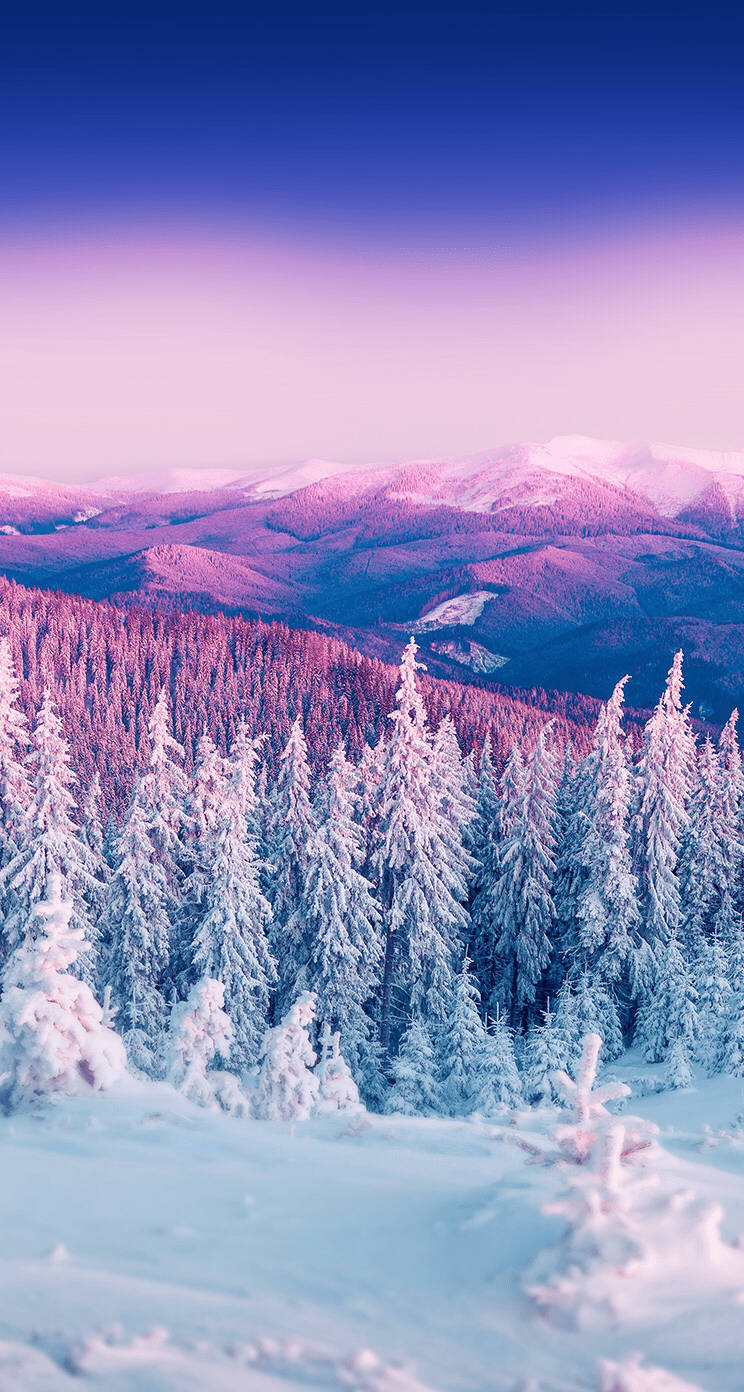 Árbolescubiertos De Nieve En Invierno Fondo de pantalla