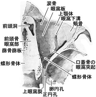 眼窩