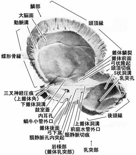 側頭骨