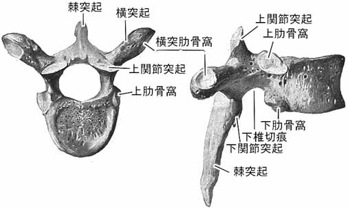 胸椎