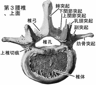 腰椎