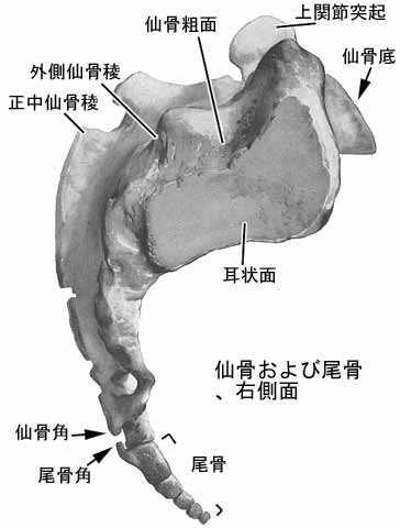 仙骨