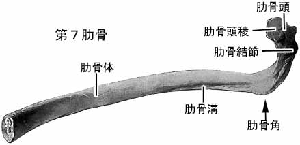 肋硬骨