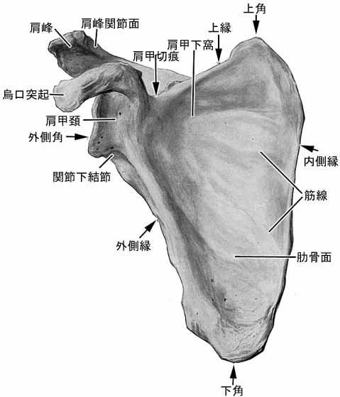 肩甲骨