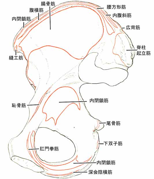 寛骨