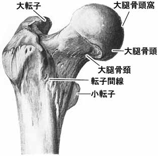 大腿骨