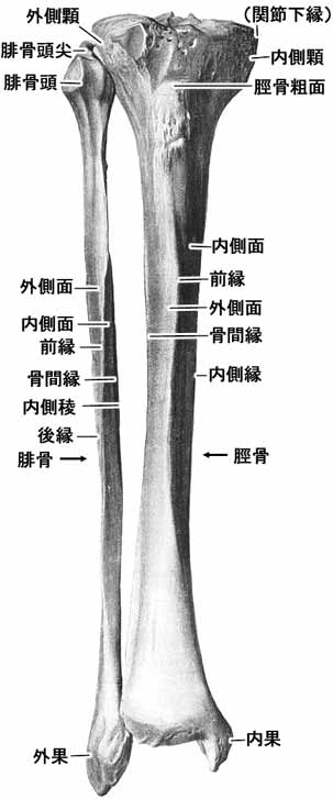 脛骨