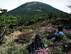 えびの高原の野生鹿