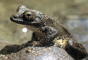 三徳川のせせらぎとカジカガエル