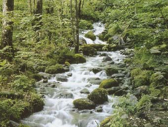 高原山水源の森