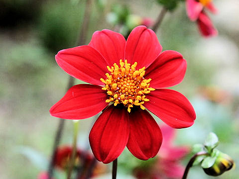 Dahlia hybrida