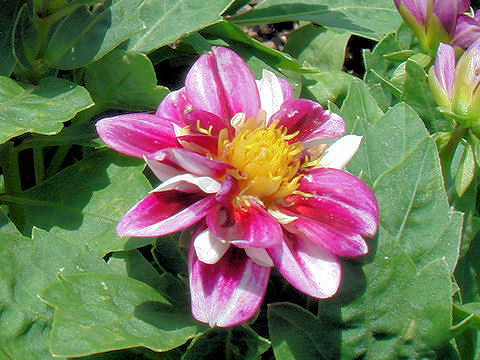 Dahlia hybrida