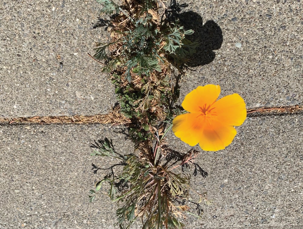 Seed Pile Poppy