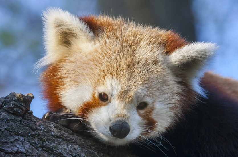 Redpanda