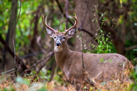 Arlington Co. to hold final vote on whether to use sharpshooters to reduce deer population