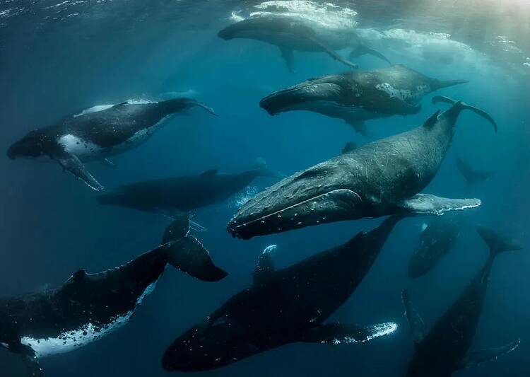 A whale-safe ocean is good for people