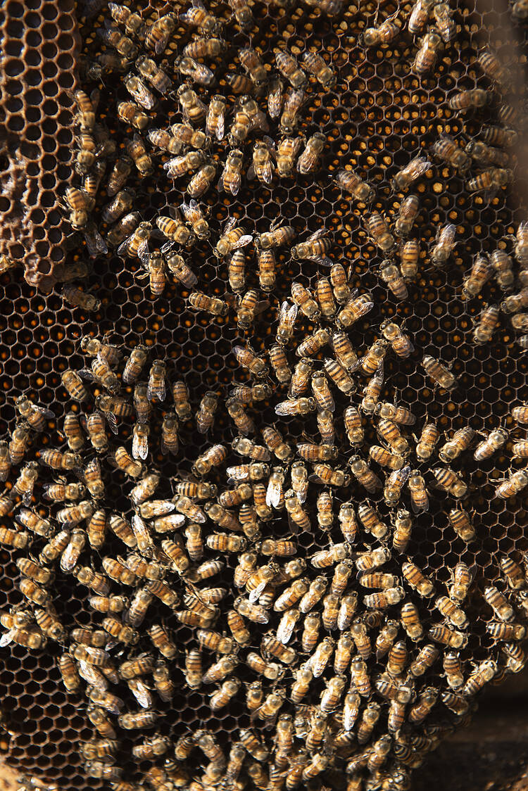 The beehive barrier against elephants