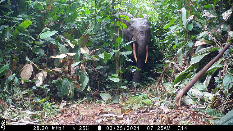 FSC-certified tropical forests help wildlife