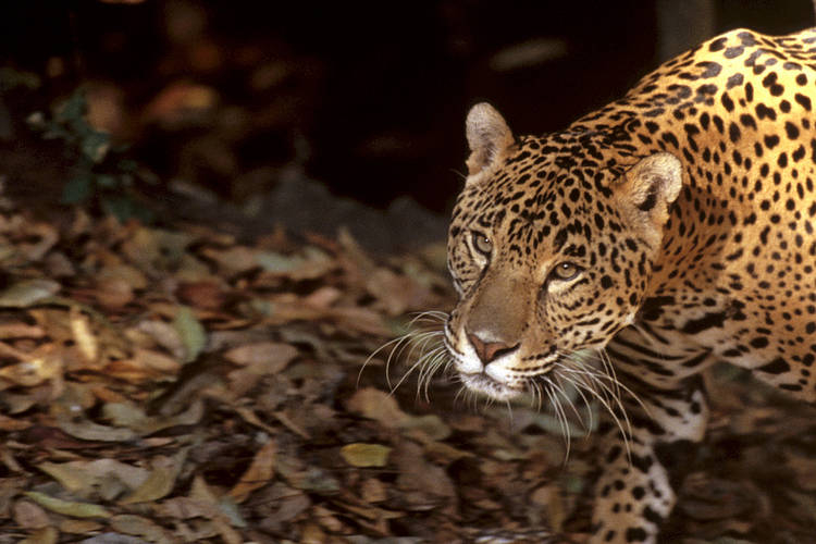 Restoring the jaguar king’s kingdom