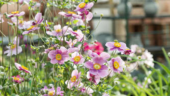 Herbst-Anemonen im Garten: So blühen sie richtig 