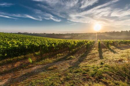 Queensland’s inaugural Food Farmers Commissioner