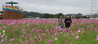 コスモス１０万本、秋風に揺れ　大任町・花公園