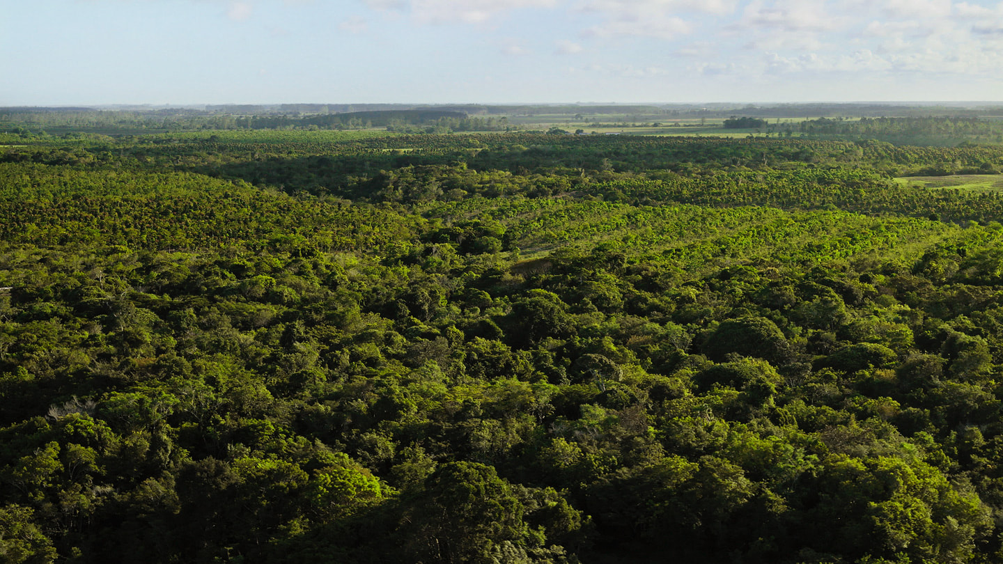 Rừng Đại Tây Dương tại Brazil nhìn từ trên không. 