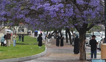 Rainy Abha alive with color as jacaranda trees bloom