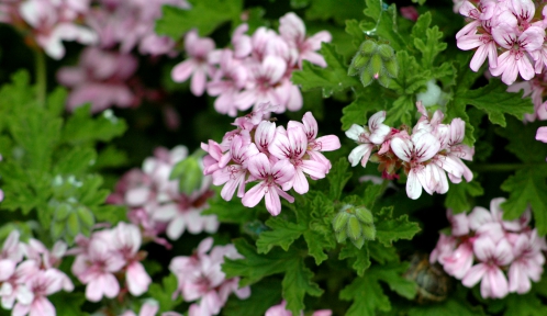 Détail d'une fleur de Pelargonium graveolens