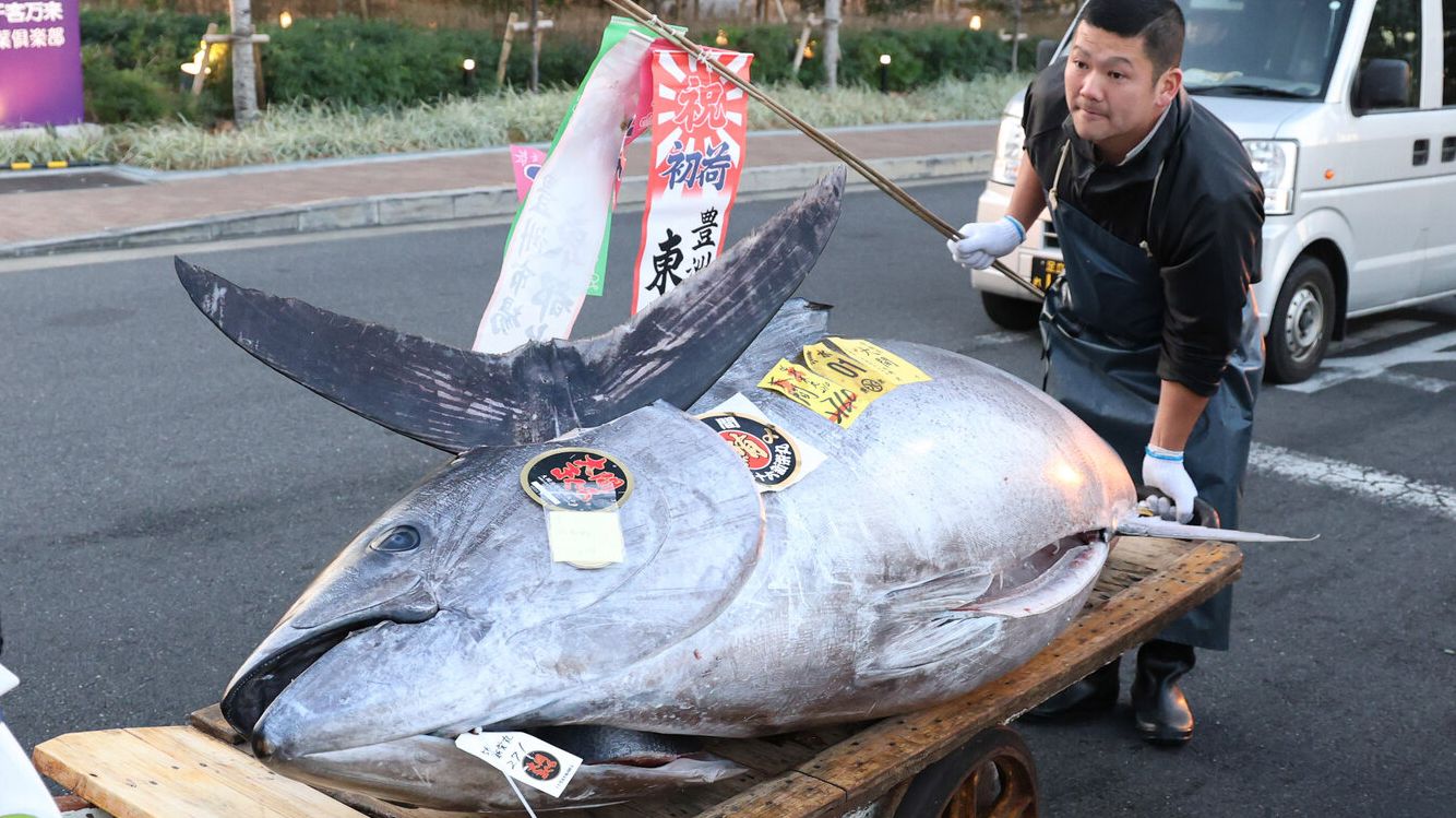 初セリの最高値で競り落とされた大間産の本マグロ=2025年1月5日午前7時3分、東京都江東区、関田航撮影