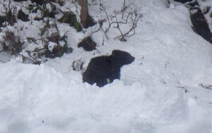 居座った民家から近くの小屋に移るクマ。この後、麻酔によりクマは捕獲された=2024年12月24日、福島県喜多方市、福島県警提供