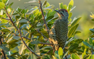 Agulhas Plains birding tours