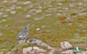 Iceland birding tours