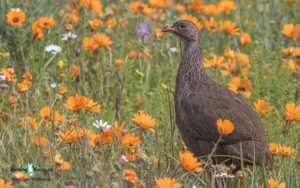 Flock to Marion Island