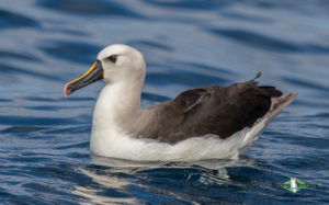 Pelagic birding trips