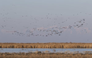 Azerbaijan birding tours