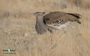 Kenya birding tours