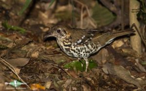 Kenya birding tours