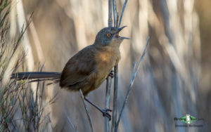 Cape Mountains and Fynbos birding tour