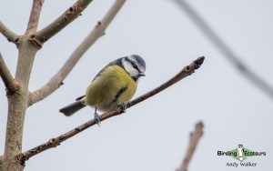 United Kingdom birding tours