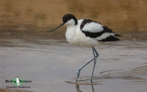 Azerbaijan birding tours