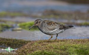 United Kingdom birding tours