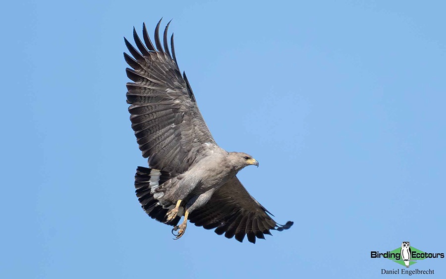 Birding Northwest Argentina