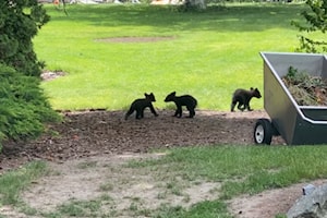 Mama bear and three cubs play in Vernon backyard