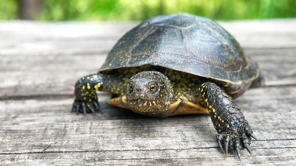 Eine Schildkröte