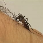 Brasil supera meio milhão de casos prováveis de dengue