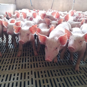 Crisis en el sector porcino: "Nos hundimos ante la indiferencia del Gobierno y la casta"