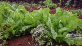 Áreas poderão ser utilizadas para agricultura orgânica, entre outras possibilidades